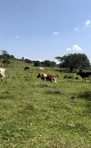 116 Acres of Freehold Land for Sale Off the Mbarara-Ibanda Rd