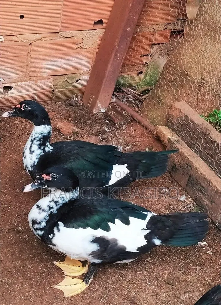 Duck Muscovy for Sale, Quick Sell