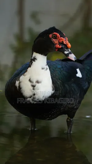 Duck Muscovy for Sale, Quick Sell