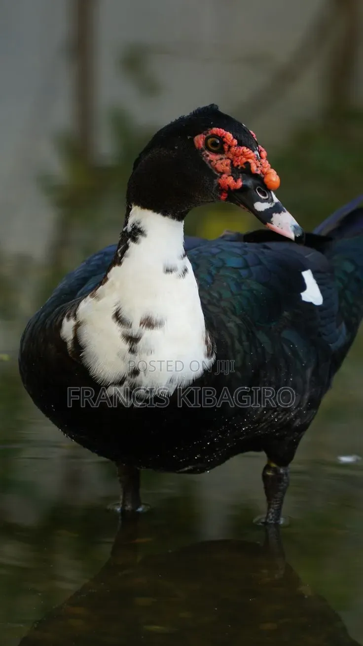 Duck Muscovy for Sale, Quick Sell