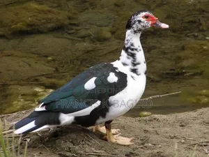 Duck Muscovy for Sale, Quick Sell