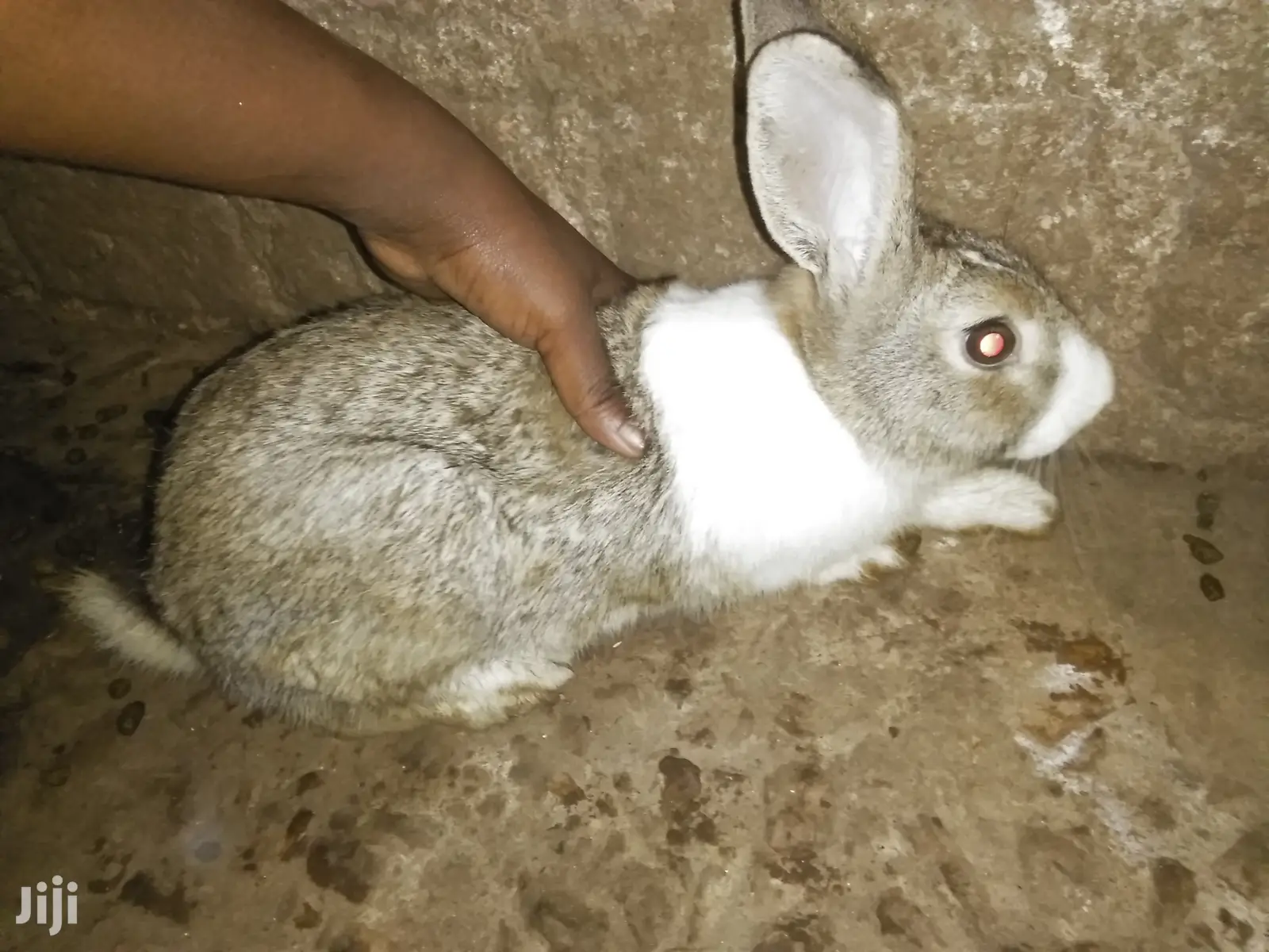 Male Rabbits