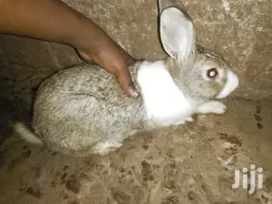 Male Rabbits
