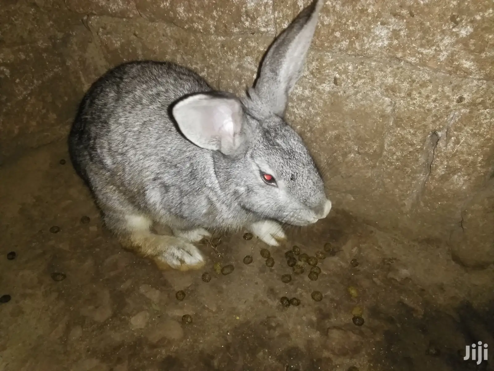 Male Rabbits
