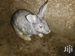 Male Rabbits