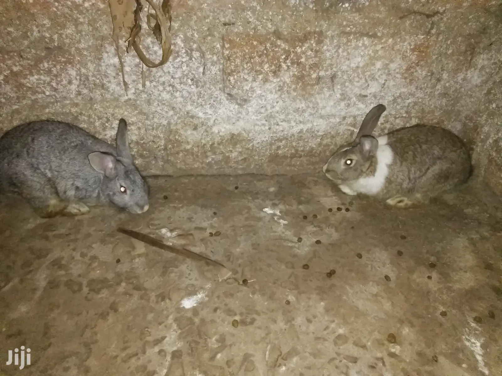 Male Rabbits