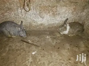 Male Rabbits
