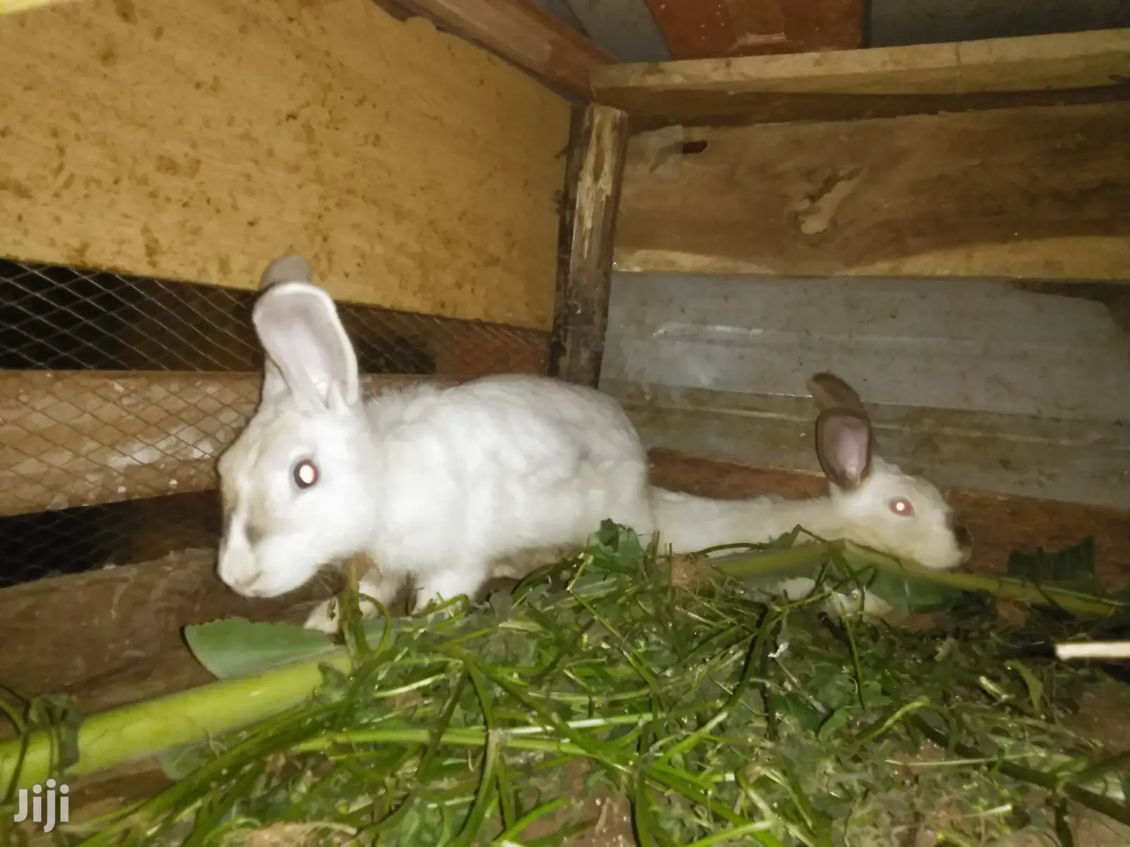 Male Rabbits