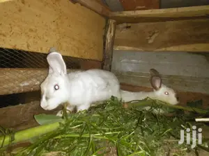 Male Rabbits