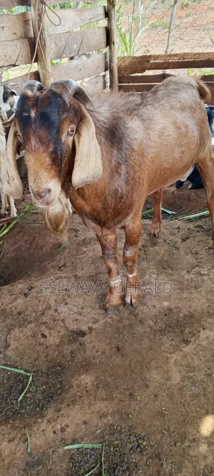Male Boer (Buck) Goat