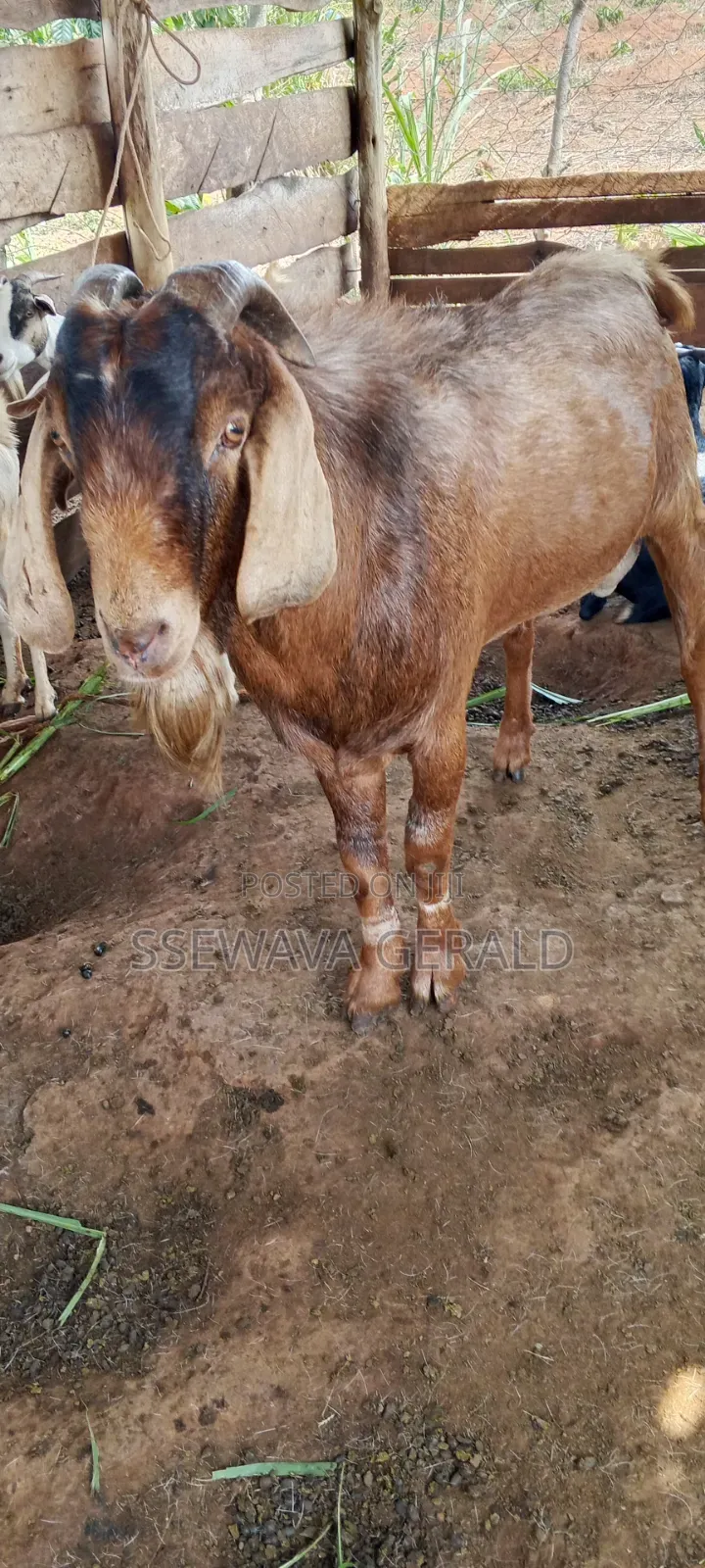 Male Boer (Buck) Goat