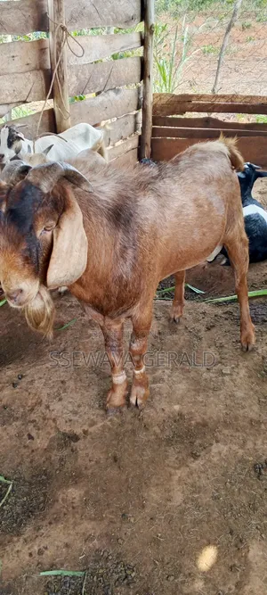 Male Boer (Buck) Goat