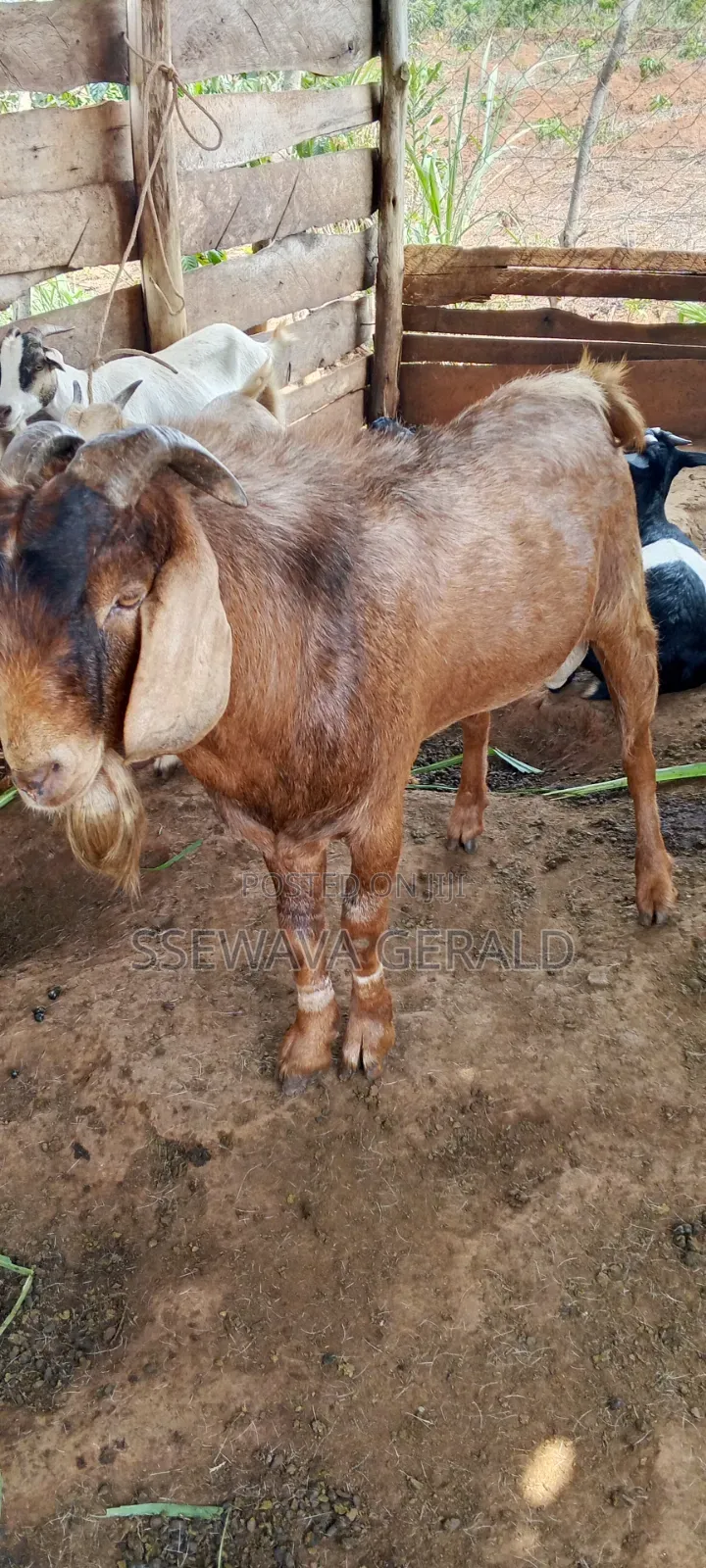 Male Boer (Buck) Goat