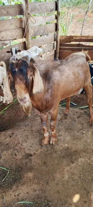Male Boer (Buck) Goat