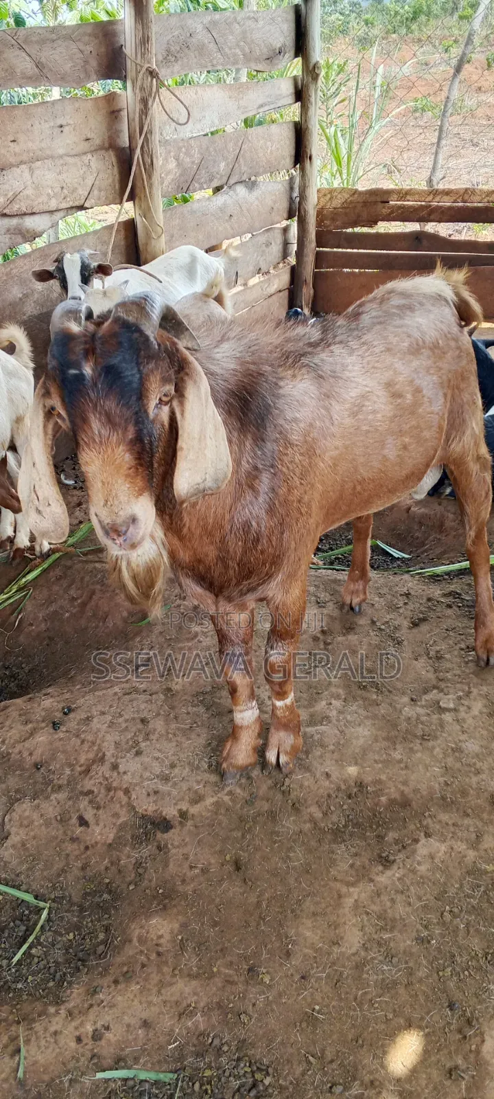 Male Boer (Buck) Goat