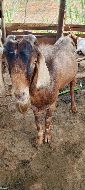 Male Boer (Buck) Goat