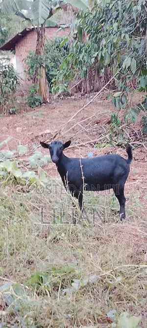Female Goat