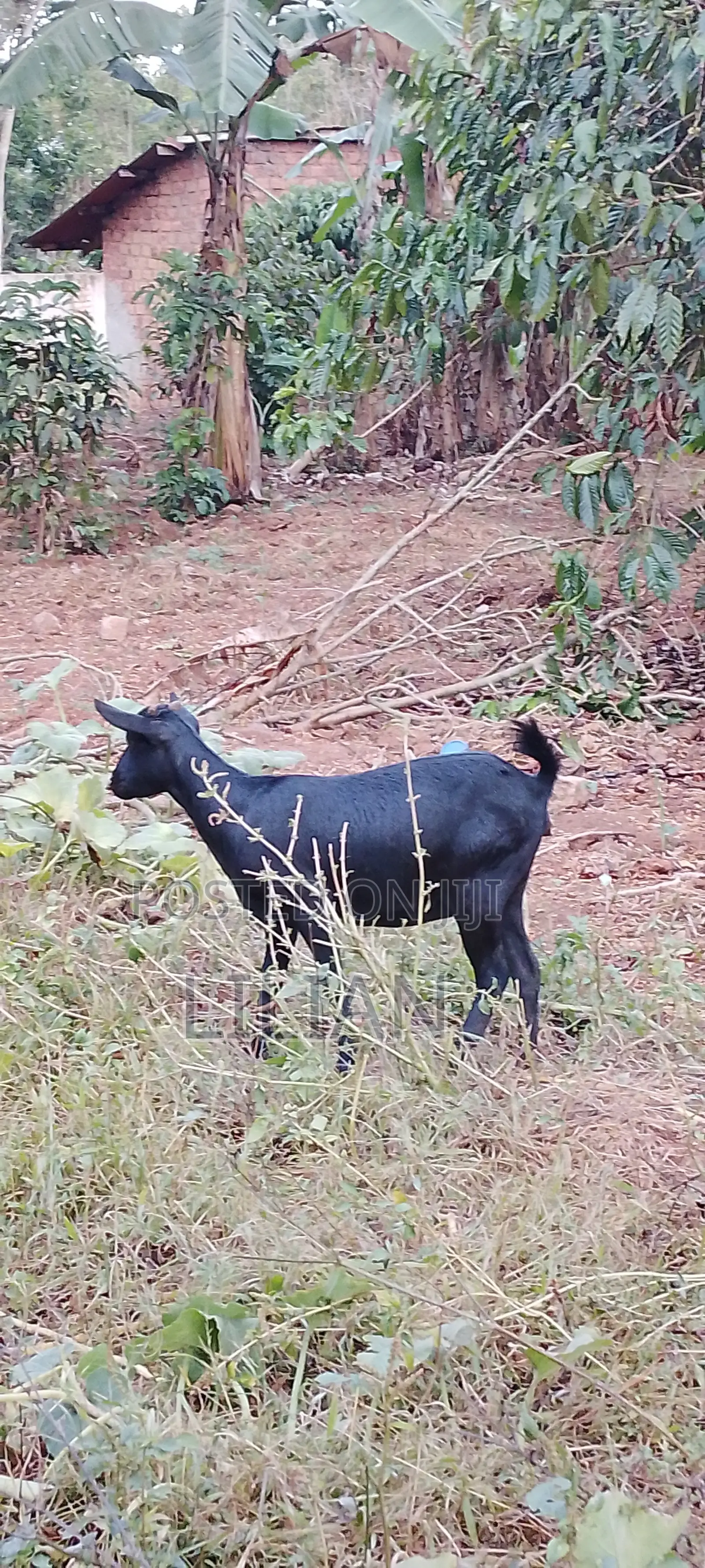 Female Goat
