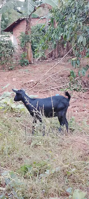 Female Goat