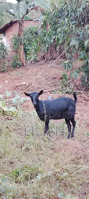 Female Goat