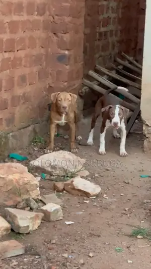3-6 months Male Purebred American Pit Bull Terrier