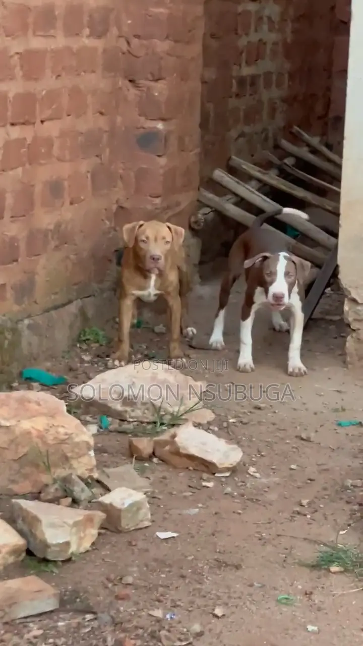3-6 months Male Purebred American Pit Bull Terrier