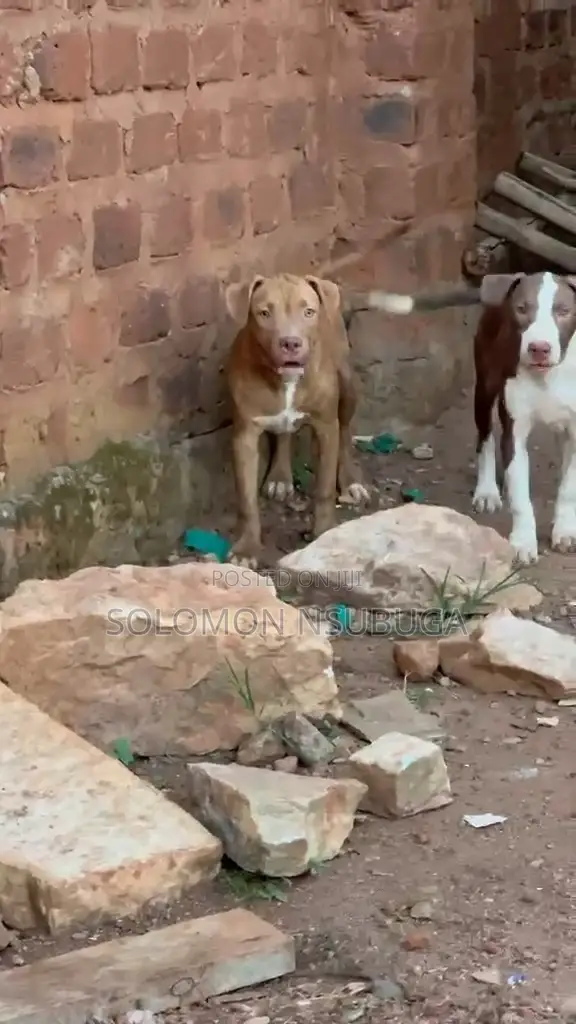 3-6 months Male Purebred American Pit Bull Terrier
