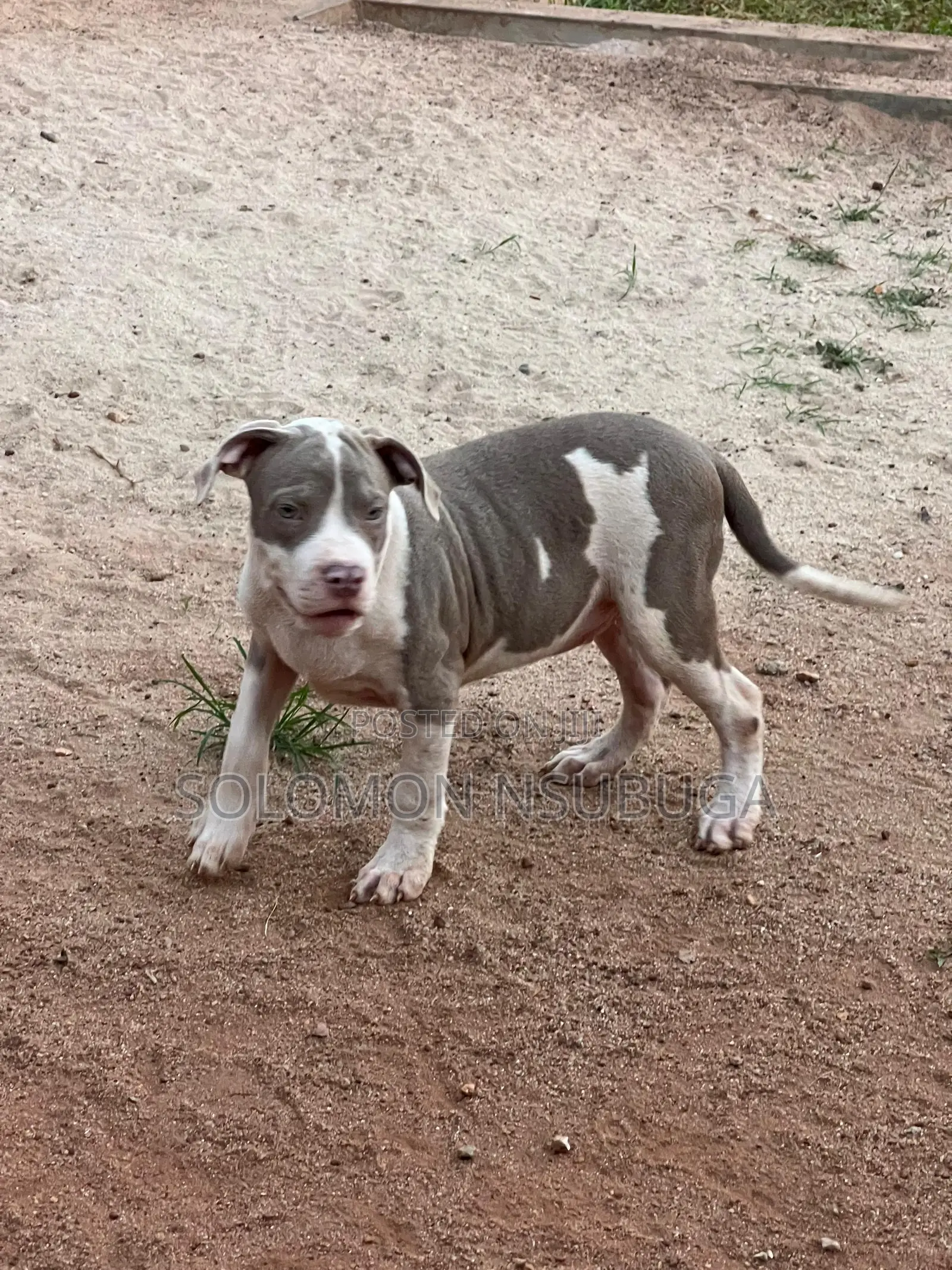 1-3 months Male Purebred American Pit Bull Terrier