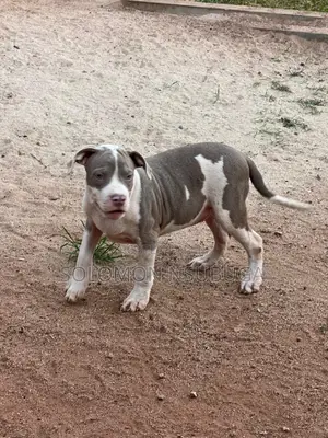 1-3 months Male Purebred American Pit Bull Terrier