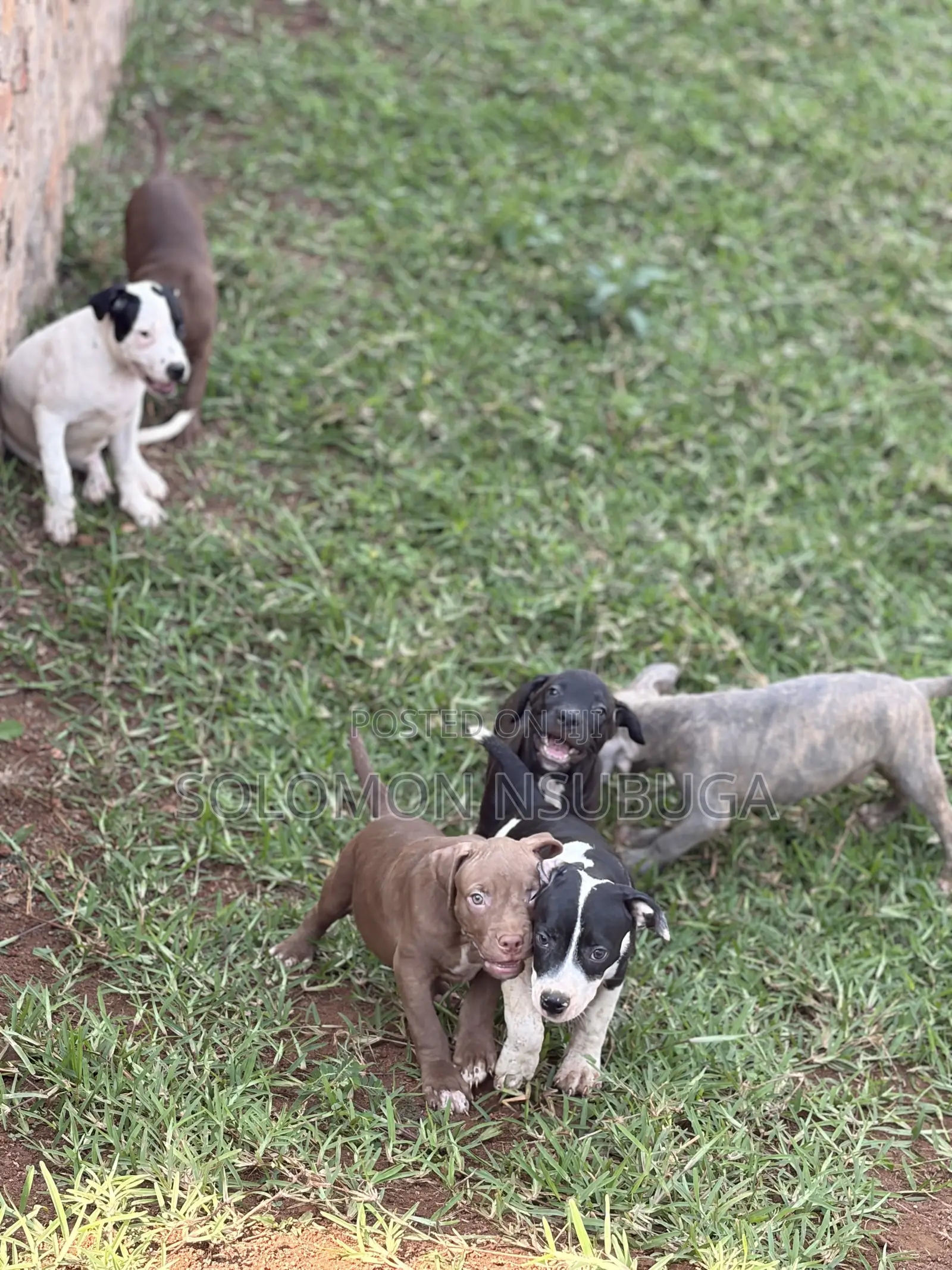 1-3 months Male Purebred American Pit Bull Terrier