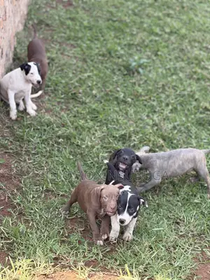 1-3 months Male Purebred American Pit Bull Terrier
