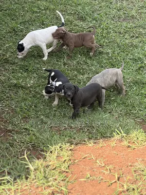 1-3 months Male Purebred American Pit Bull Terrier