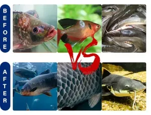 Fish Growth Weight Gain Boosters at 200,000 Per Kg Very Effective