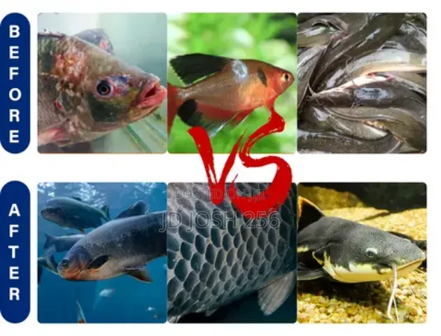 Fish Growth Weight Gain Boosters at 200,000 Per Kg Very Effective
