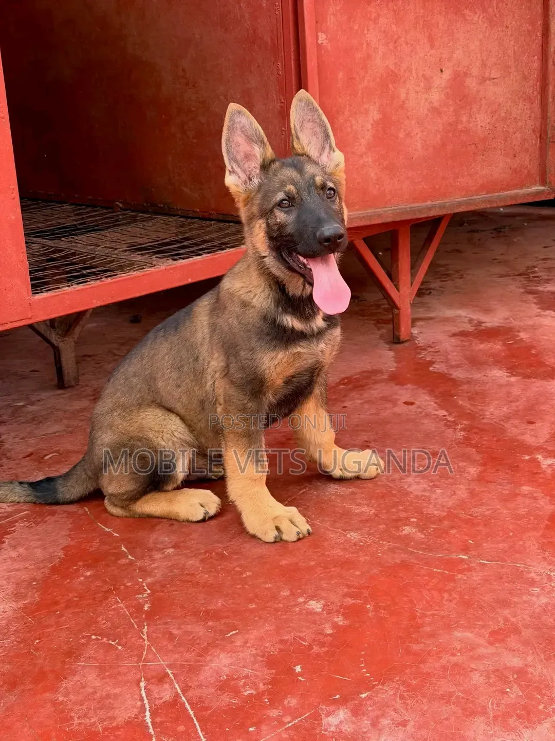 1-3 months Female Purebred German Shepherd