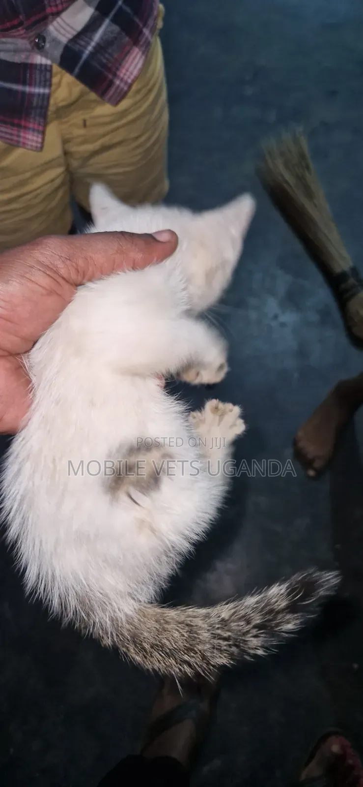 1-3 months Female Purebred Exotic