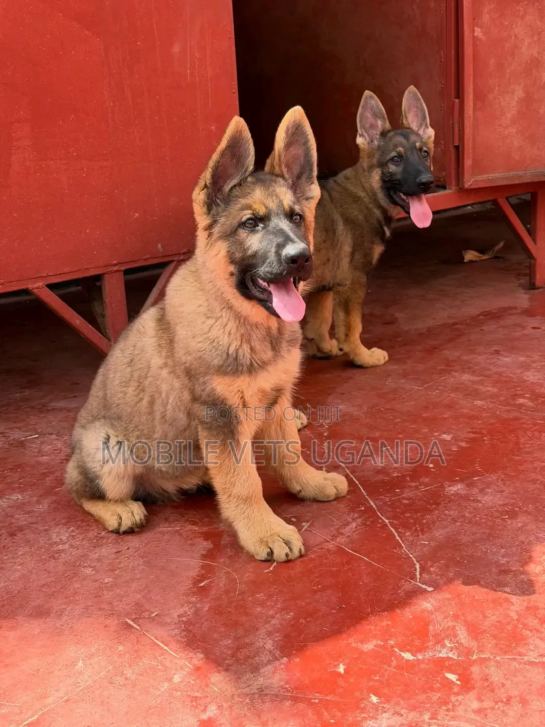 3-6 months Female Purebred German Shepherd