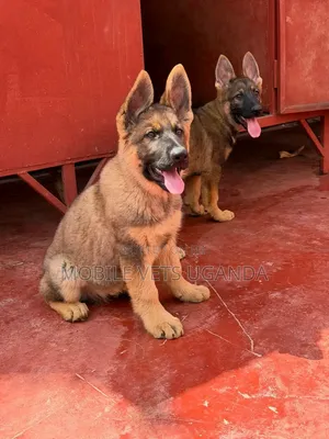 3-6 months Female Purebred German Shepherd
