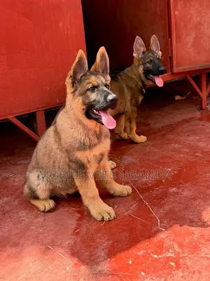 1-3 months Male Purebred German Shepherd