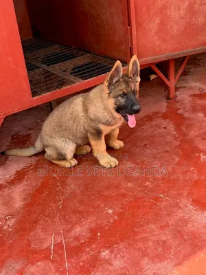 1-3 months Male Purebred German Shepherd