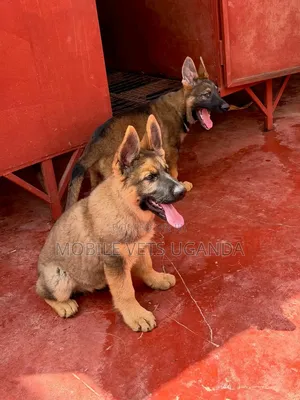 1-3 months Male Purebred German Shepherd