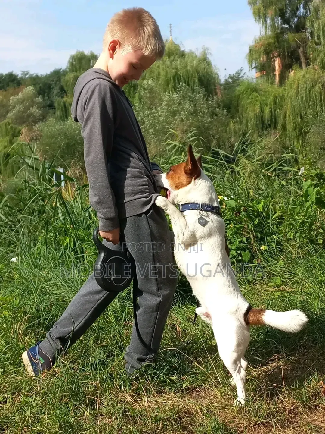 1-3 months Male Purebred Jack Russell Terrier