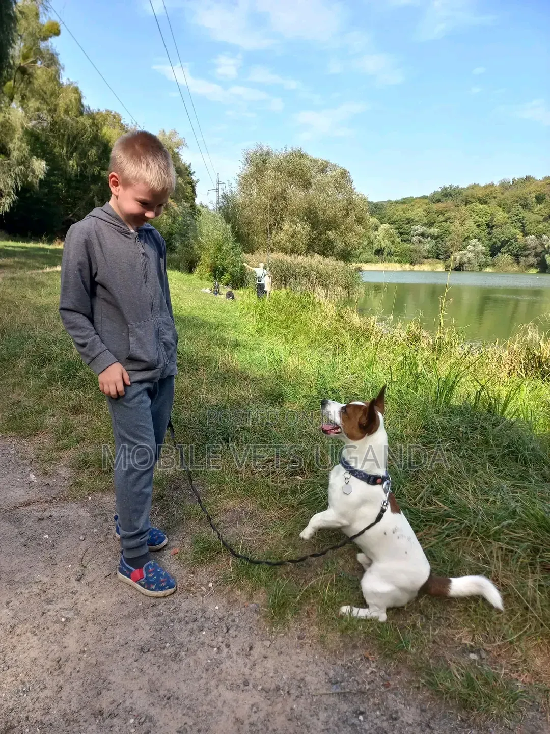 1-3 months Female Purebred Jack Russell Terrier