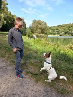 1-3 months Female Purebred Jack Russell Terrier