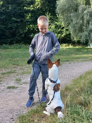 6-12 months Female Purebred Jack Russell Terrier