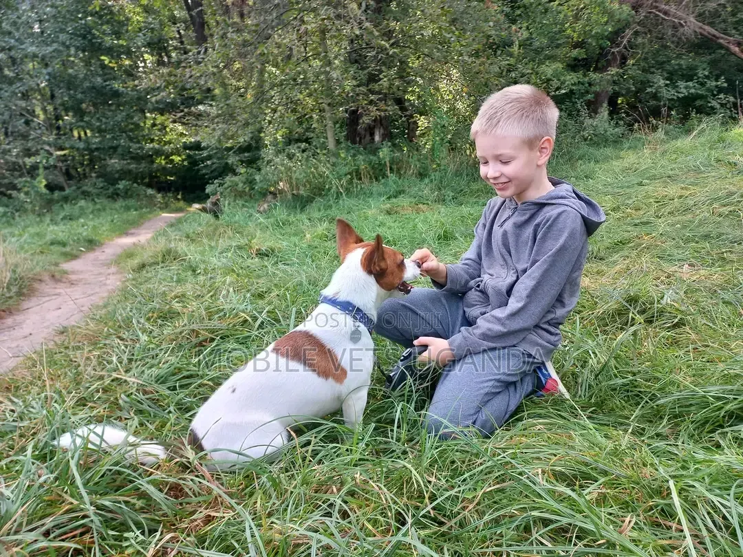 1-3 months Female Purebred Jack Russell Terrier