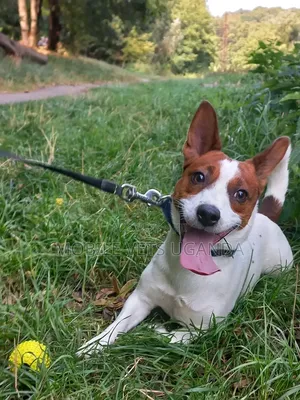 1-3 months Female Purebred Jack Russell Terrier