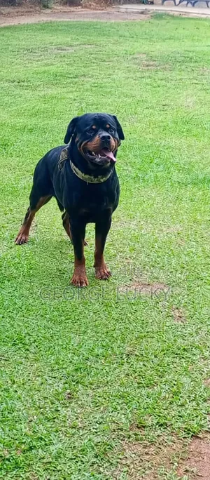 1+ year Male Purebred Rottweiler