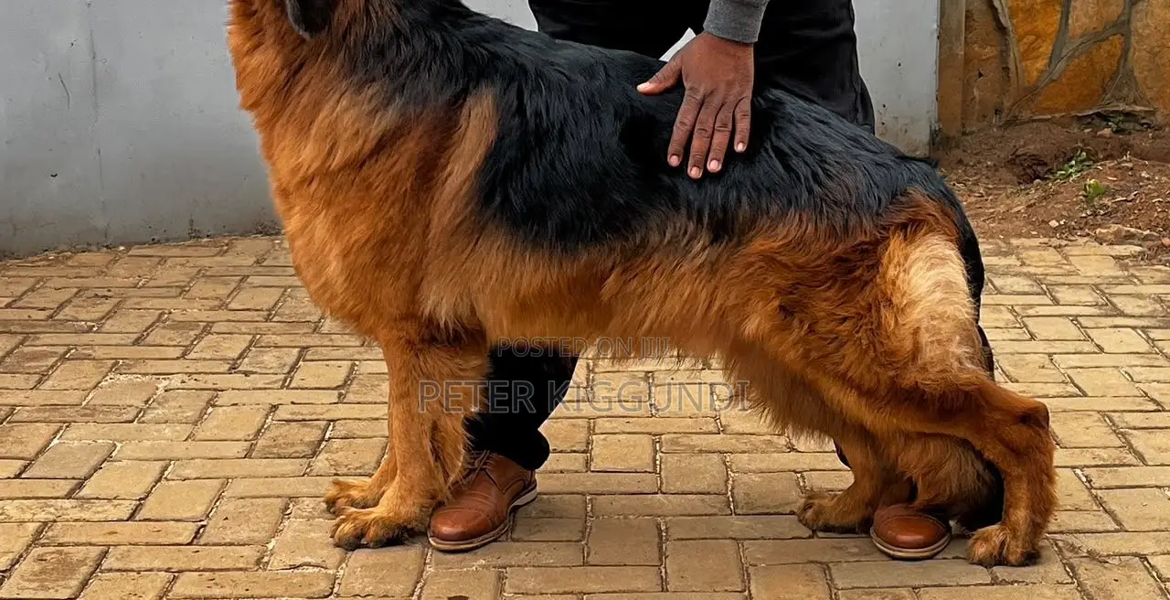 1+ year Male Purebred German Shepherd