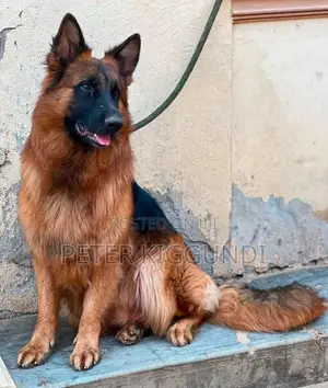 1+ year Male Purebred German Shepherd
